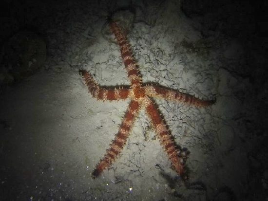  Mithrodia clavigera (Nail-armed Sea Star)